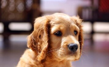 5 Ways to Prepare Your Backyard for Birds