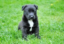 Celebrating the 10th Anniversary of our Sanctuary