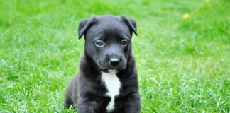 For The Love Of A Mother Cat