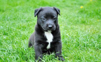 For The Love Of A Mother Cat