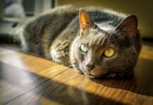 The Easter Bunny and Me