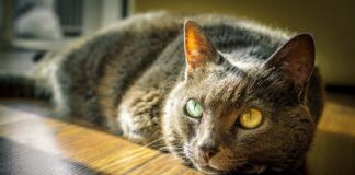 Top Facts about Animal Behaviour