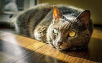 Exotic Birds Need Care Too