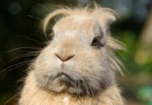 Cuban Couple Tame Massive Rodent