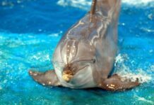 3 Ways of Saving Circus Animals