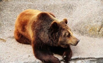 Honduras Bans Circuses